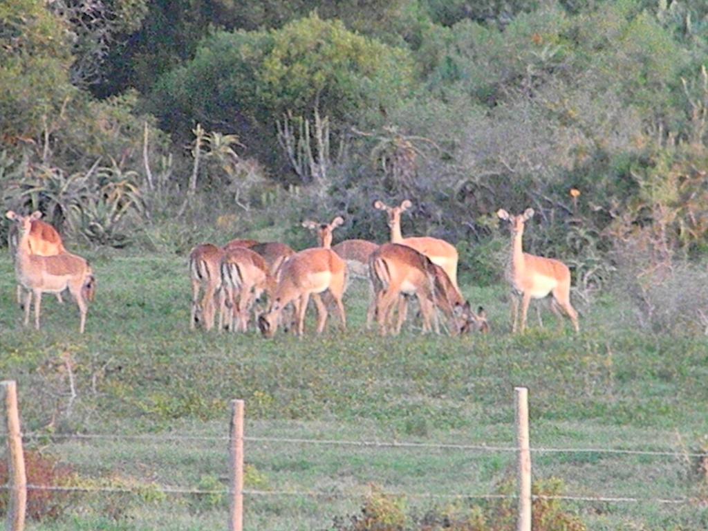 The Hexagon Wildlife Conservation Hotel Uitenhage Екстериор снимка